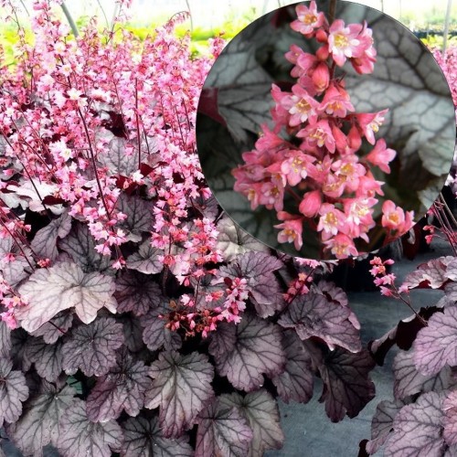 Heuchera 'Milan' - Helmikpööris 'Milan' P11/0,75L